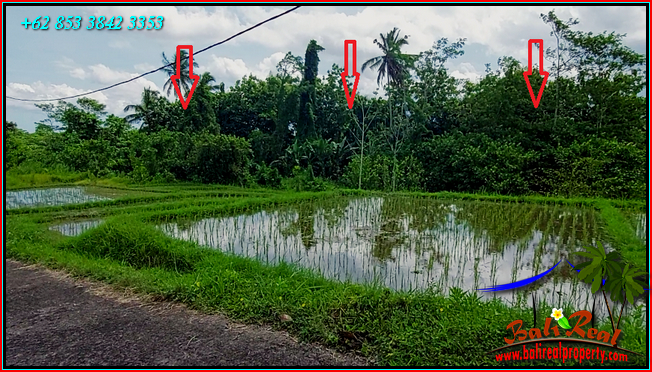 Beautiful 9,000 m2 LAND SALE IN Penebel Tabanan  BALI TJTB558