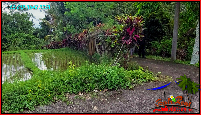 Beautiful 9,000 m2 LAND SALE IN Penebel Tabanan  BALI TJTB558