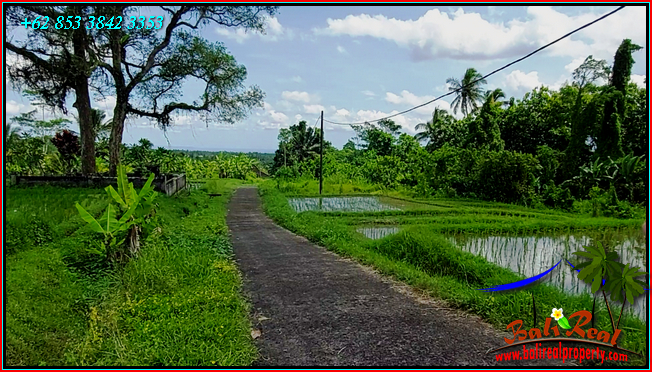 Beautiful 9,000 m2 LAND SALE IN Penebel Tabanan  BALI TJTB558