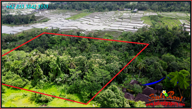 Beautiful 9,000 m2 LAND SALE IN Penebel Tabanan  BALI TJTB558