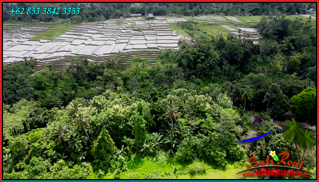 Beautiful 9,000 m2 LAND SALE IN Penebel Tabanan  BALI TJTB558