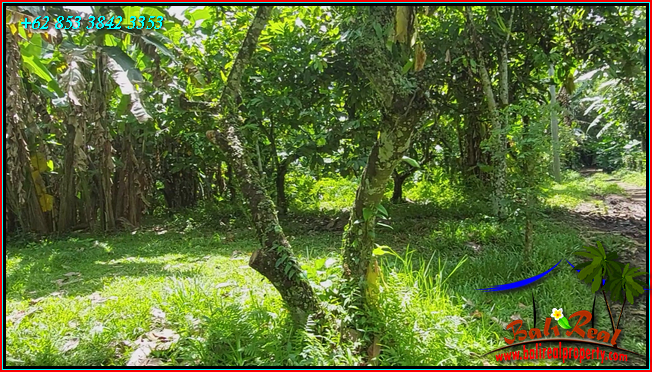 Beautiful PROPERTY LAND SALE IN Penebel Tabanan TJTB566