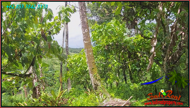 Beautiful PROPERTY LAND SALE IN Penebel Tabanan TJTB566