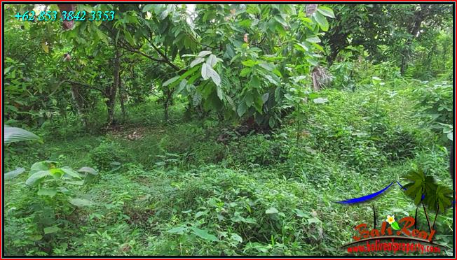 Cheap property LAND FOR SALE IN Penebel Tabanan TJTB553