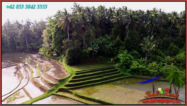 Magnificent PROPERTY LAND IN Pupuan Tabanan FOR SALE TJTB554