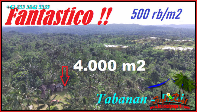 Pupuan Tabanan BALI 4,000 m2 LAND FOR SALE TJTB541